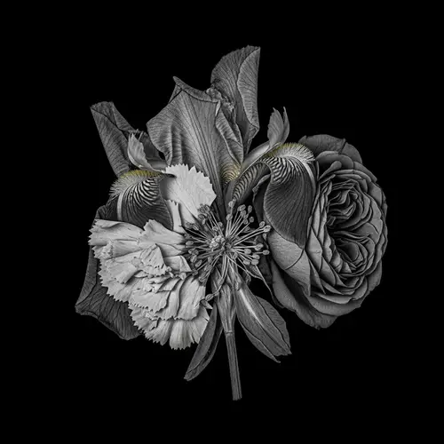 Unique Pressed Flower Chimera Composition Photo | Botanical Photography