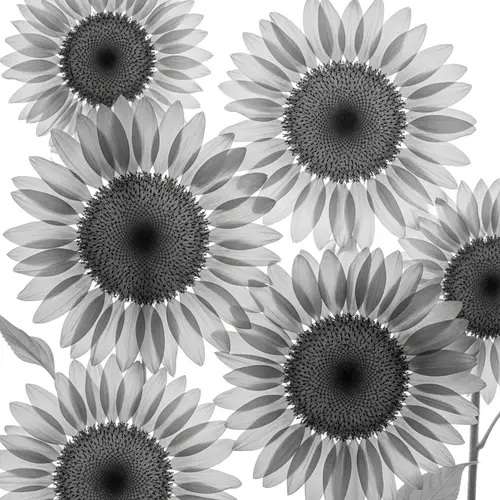Monochromatic Sunflowers Photo Realistic Image