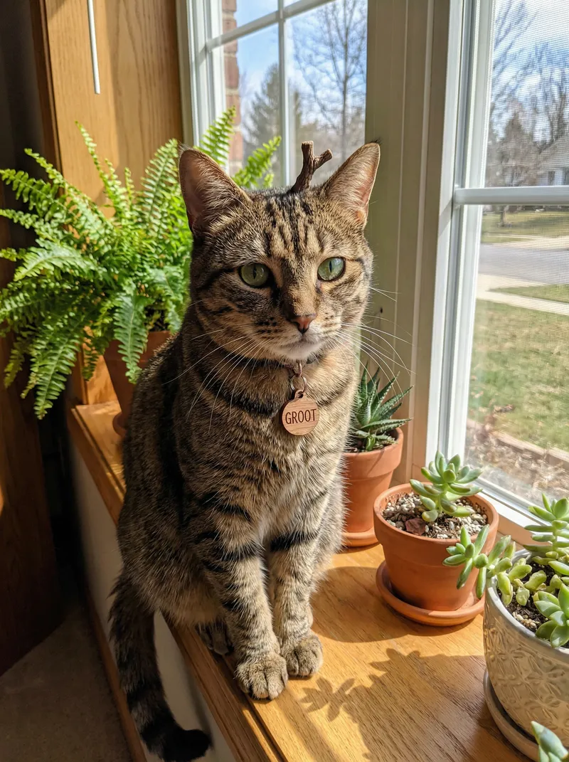 What Would I Look Like as a Cat?