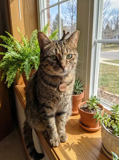 What Would I Look Like as a Cat?