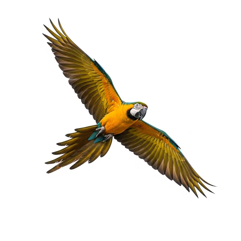 Remove Background from Your Images Quickly