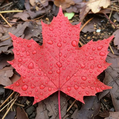 Red Maple Leaf in Autumn Rain: Symmetrical Beauty Revealed