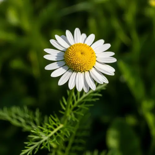 Delicate Chamomile Flower in Lush Green Meadow