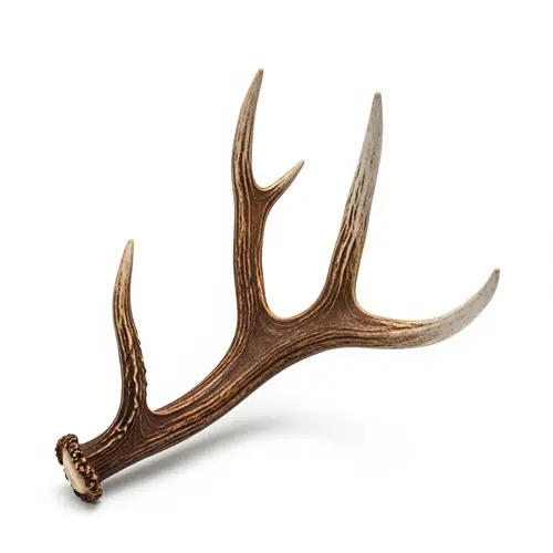 Weathered Single Antler on White Background