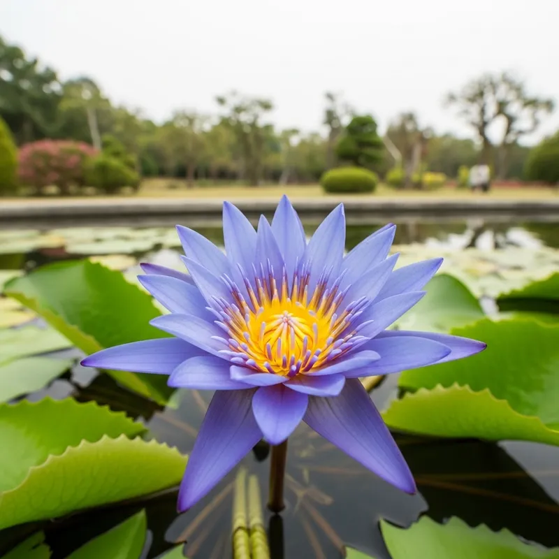 Blue Lotus Flower Blooming in Clear Pond