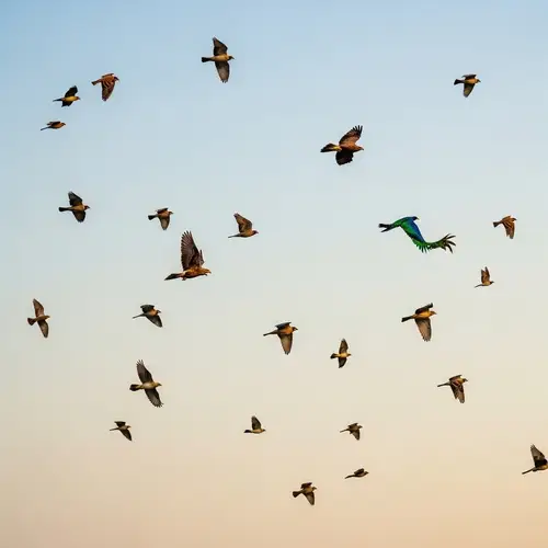 Harmony in the Sky: Diverse Array of Birds in Peaceful Flight