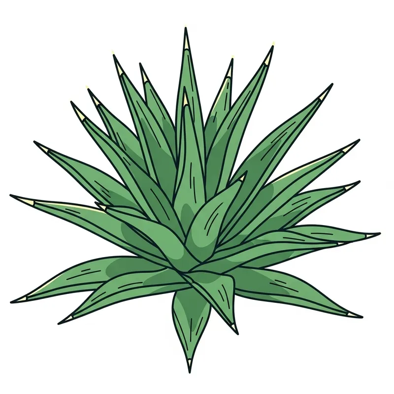 Agave Plant Vector Illustration for Bottle Label Design