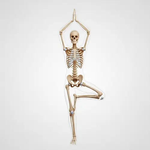Human Skeletal System in Tree Pose - Medical Illustration
