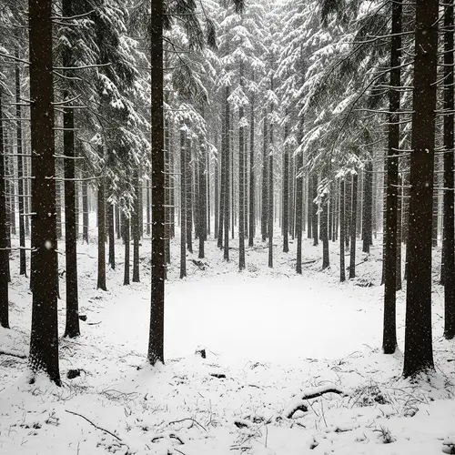 Tranquil Wintry Forest Landscape with Snowy Trees