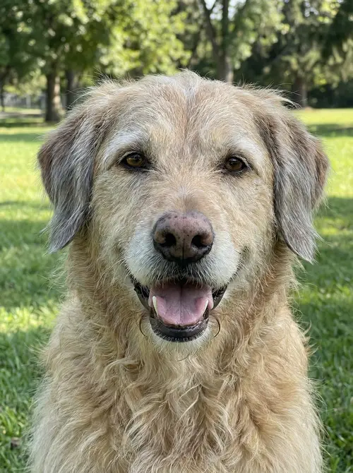 What Would I Look Like as a Dog?