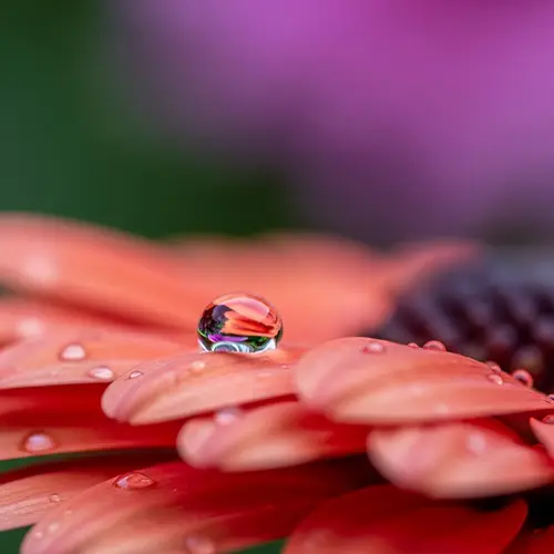 Stunning Macro Shot of Water Droplet on Flower Petal