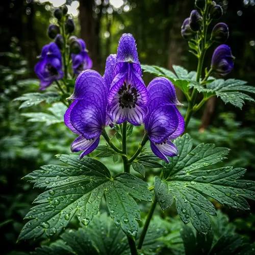 Elegant Aconitum Flower - Rich Colors & Intricate Structure