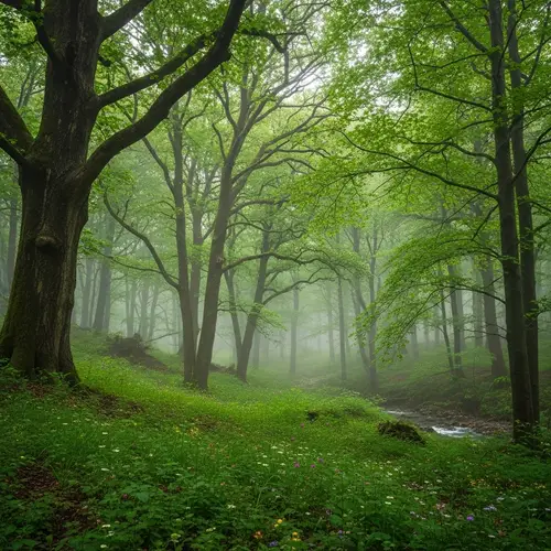 Enchanting Forest Canopy - Explore the Vibrant Presence of Nature