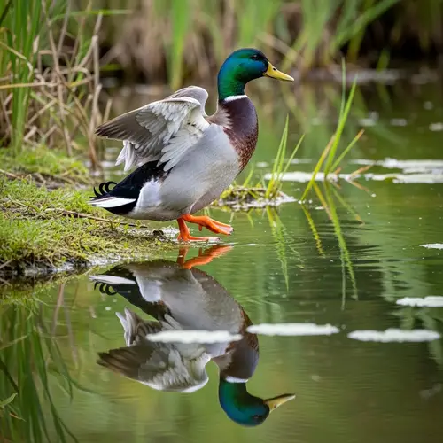 Stunning Image of a Colorful Duck