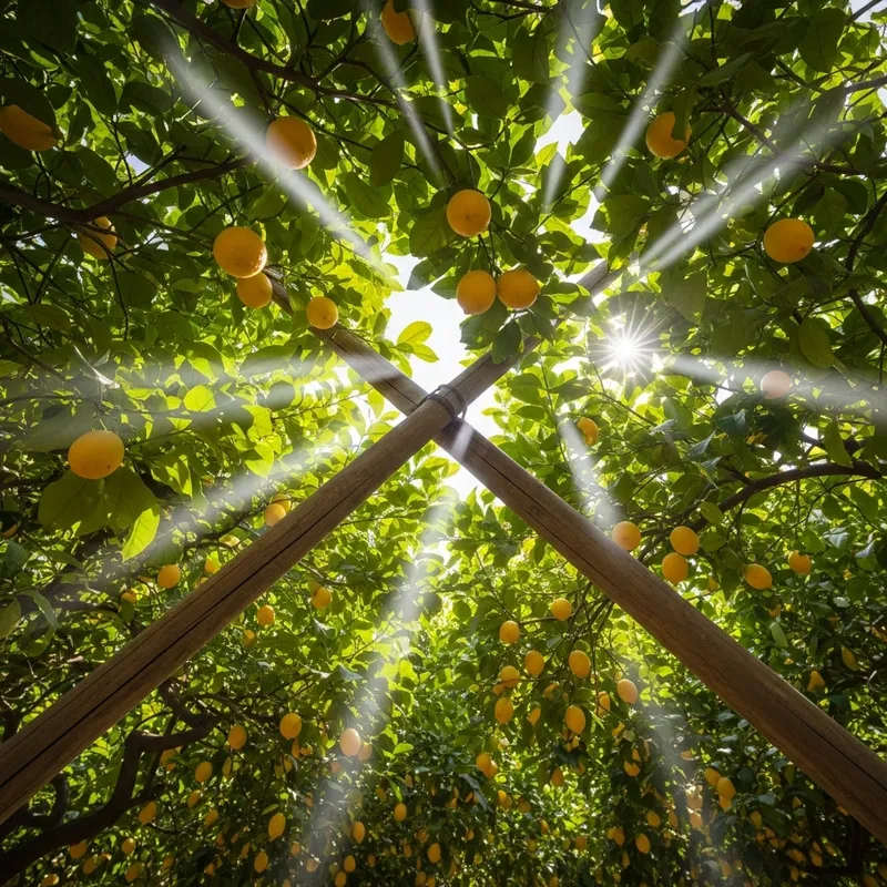 Sunny Lemon Grove | Organic Orchard Beauty Sunny Lemon Grove | Organic Orchard Beauty