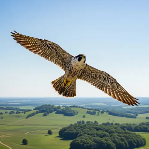 Majestic Falcon Soaring in Clear Blue Sky
