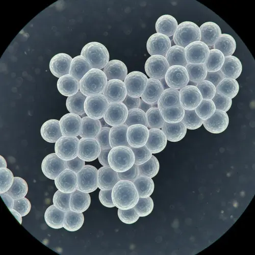 Microscopic View of Staphylococcus Bacteria