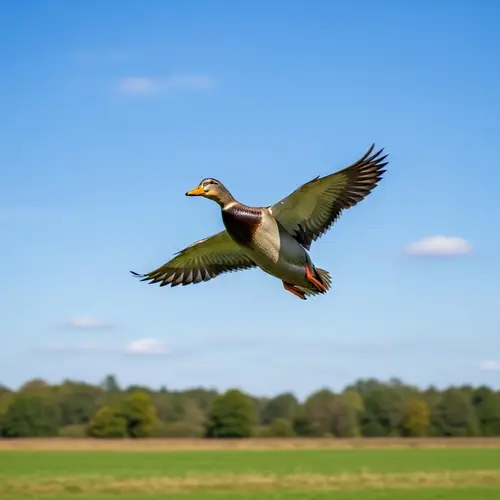 Duck Flight: Essence of Freedom and Adventure in the Open Sky