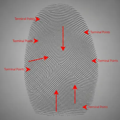 Fingerprint Terminal Points: Detailed Explanation