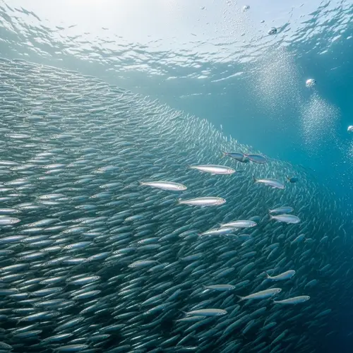 Fascinating School of Sardines - Unique Underwater Scene