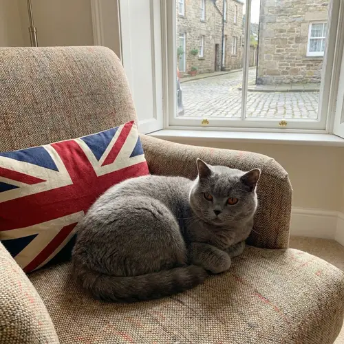 Cute British Cat - Adorable Feline Companion