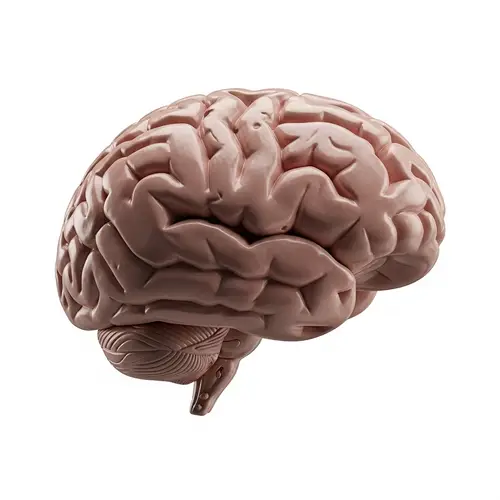 Hyper-realistic 3D Visualization of a Human Brain