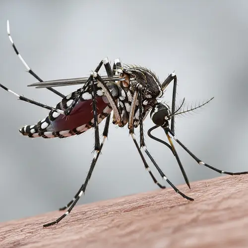 Aedes Aegypti Mosquito Biting - Close-up Illustration