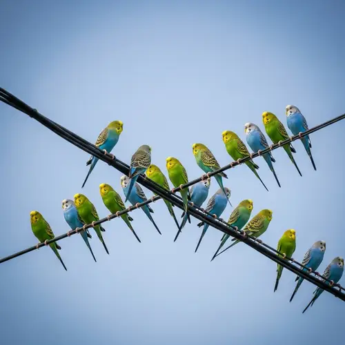 Budgerigars Perched on Power Line