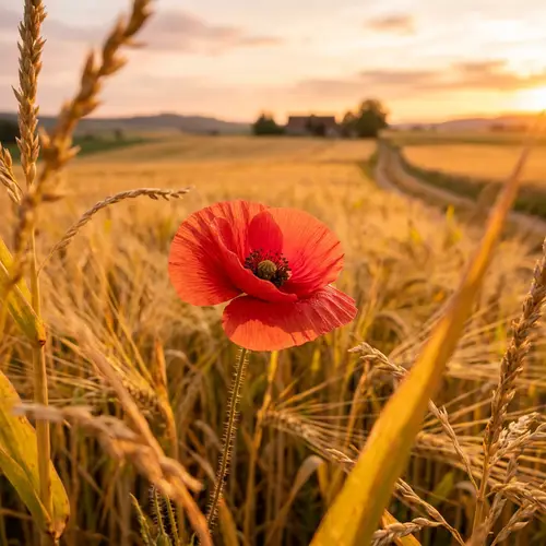 Vibrant Flower in Sunset Cornfields – Macro Photography