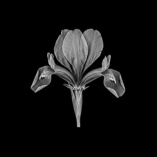 Unique Monochrome Botanical Photograph - Detailed Pressed Flower