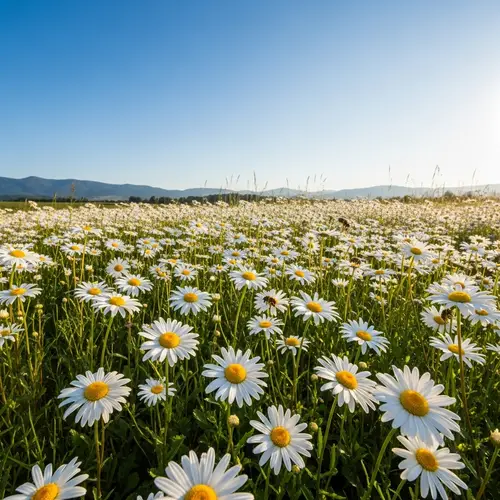 Blooming Daisies: Serene Morning Landscape with Bees and Mountains