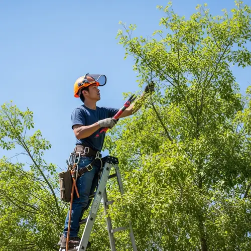 Expert Tree Trimming and Pruning in Phoenix, AZ