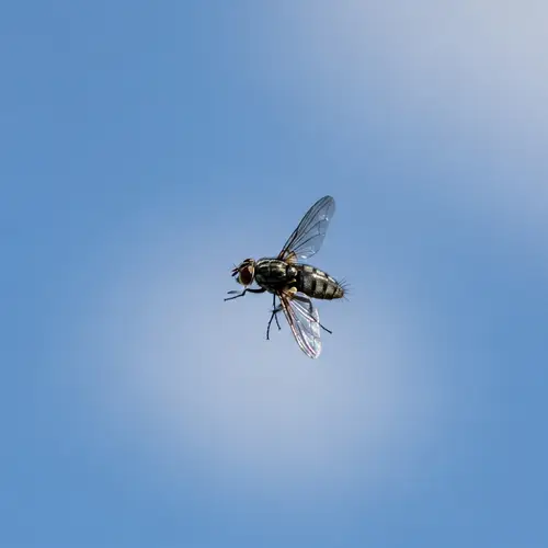 Detailed View of Fly Soaring in Expansive Sky