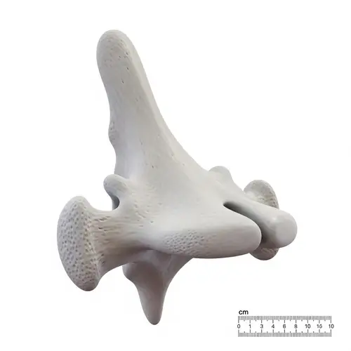 Human Vertebral Column Single Uncus Illustration