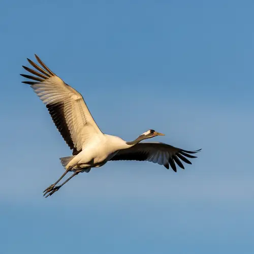 Majestic Crane in Full Flight | Beautiful Sky View