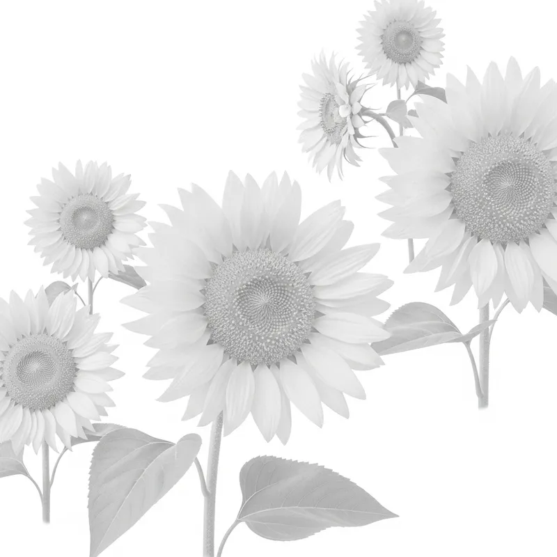Colorless Sunflower Watermark Pattern