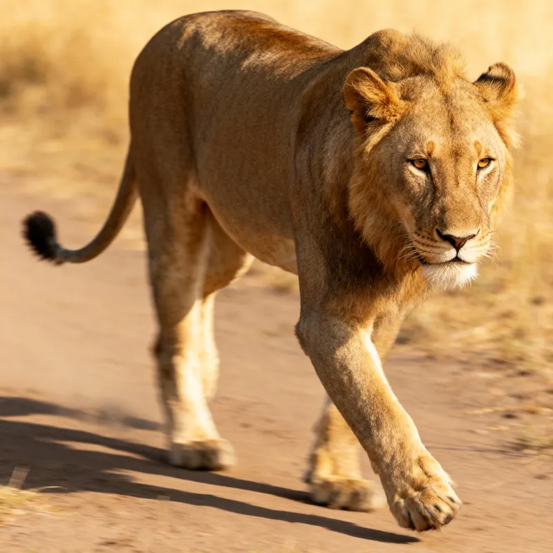 Photorealistic Lion Photography | National Geographic Photorealistic Lion Photography | National Geographic