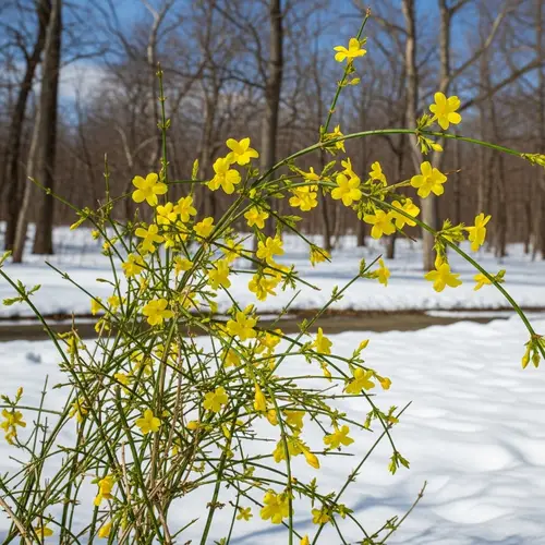 Winter Jasmine: Bright Yellow Flowers Blooming in Winter