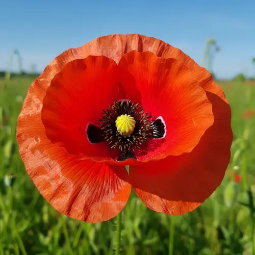 Vibrant Red Poppy Flower in Bloom - Close-up View
