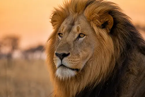 Majestic Male Lion Portrait in African Savannah