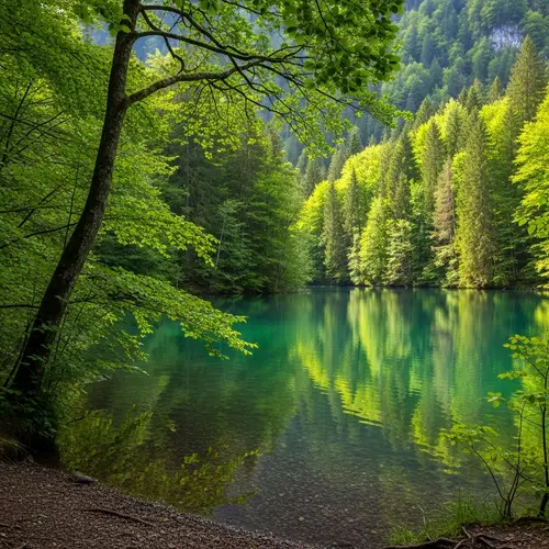 Tranquil Lake Surrounded by Lush Trees