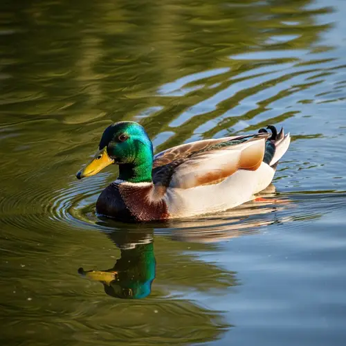 Graceful Mallard Duck Floating in Serene Pond