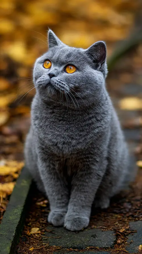 British Short Hair Cat: Features & Care Guide