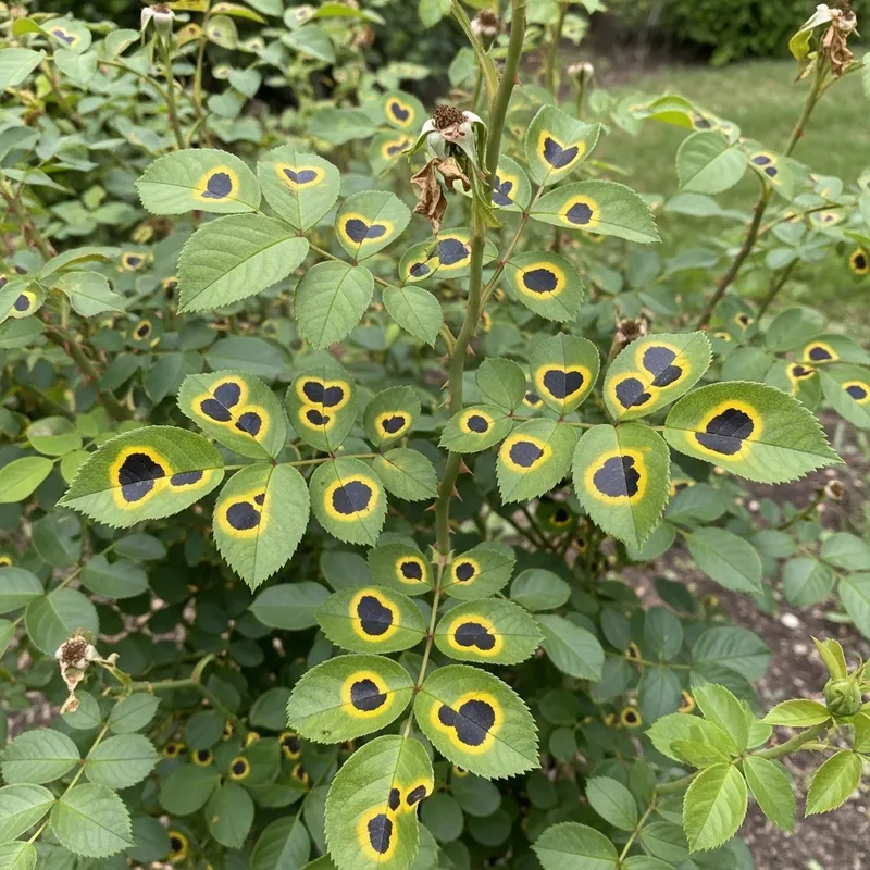 Detailed Photo Realistic Rose Bush with Black Spot Fungi