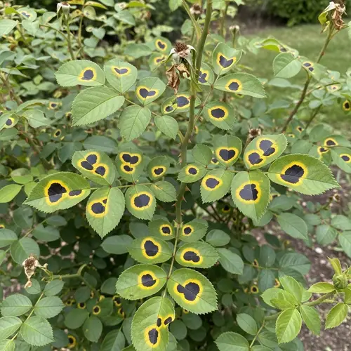 Realistic Rose Bush with Black Spot Fungi Detailing