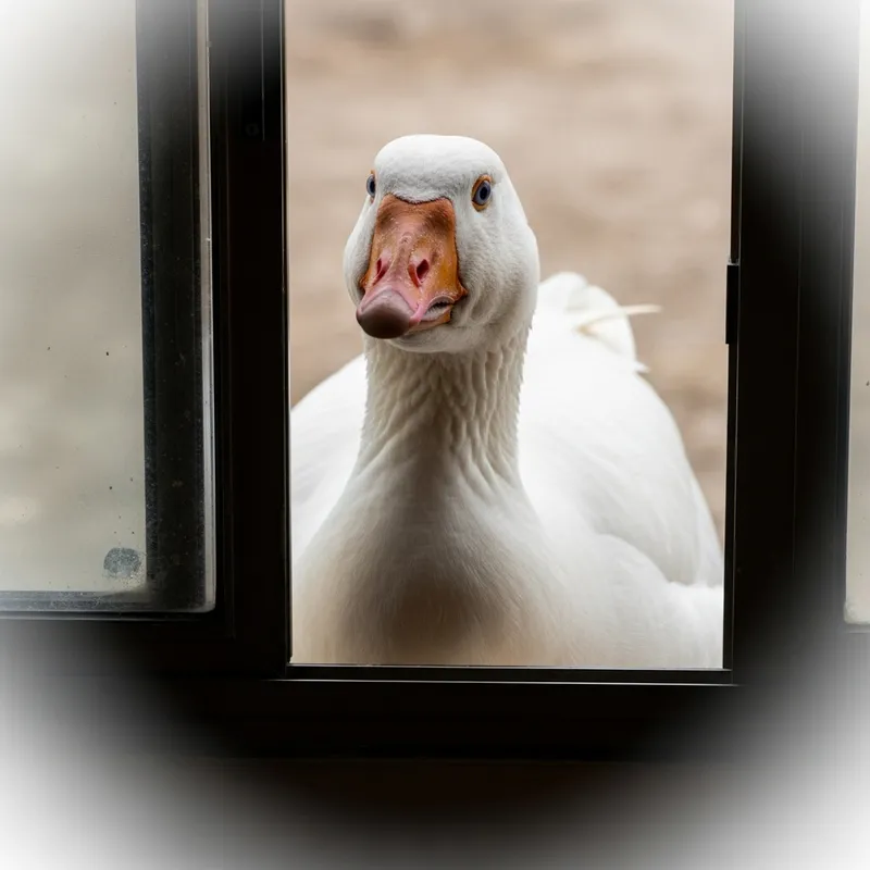 White Goose Peeking Through Window