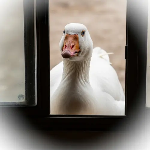 Curious White Goose Peeking Through Open Window