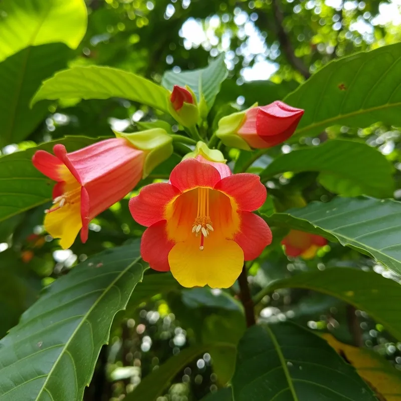 Beautiful Gumamela Flower | Exotic from Philippines Beautiful Gumamela Flower | Exotic from Philippines