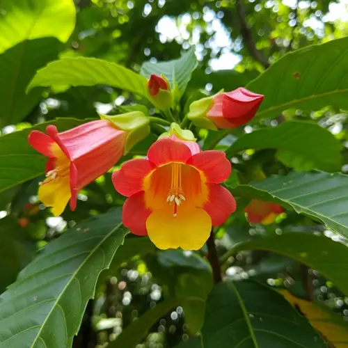 Vibrant Gumamela Flower | Native to Philippines
