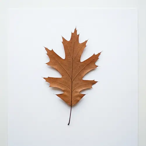 Photorealistic Oak Leaf on White Paper
